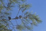 Pinus halepensis
