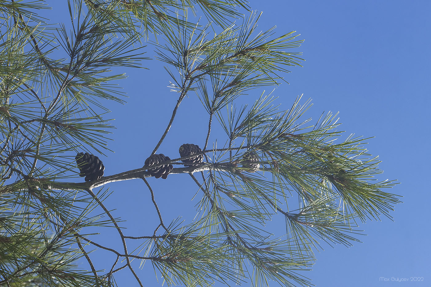 Image of Pinus halepensis specimen.