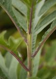 Senecio cannabifolius