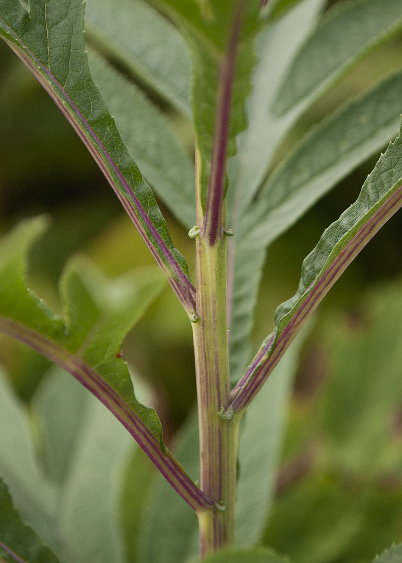 Image of Senecio cannabifolius specimen.