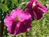 Petunia &times; hybrida