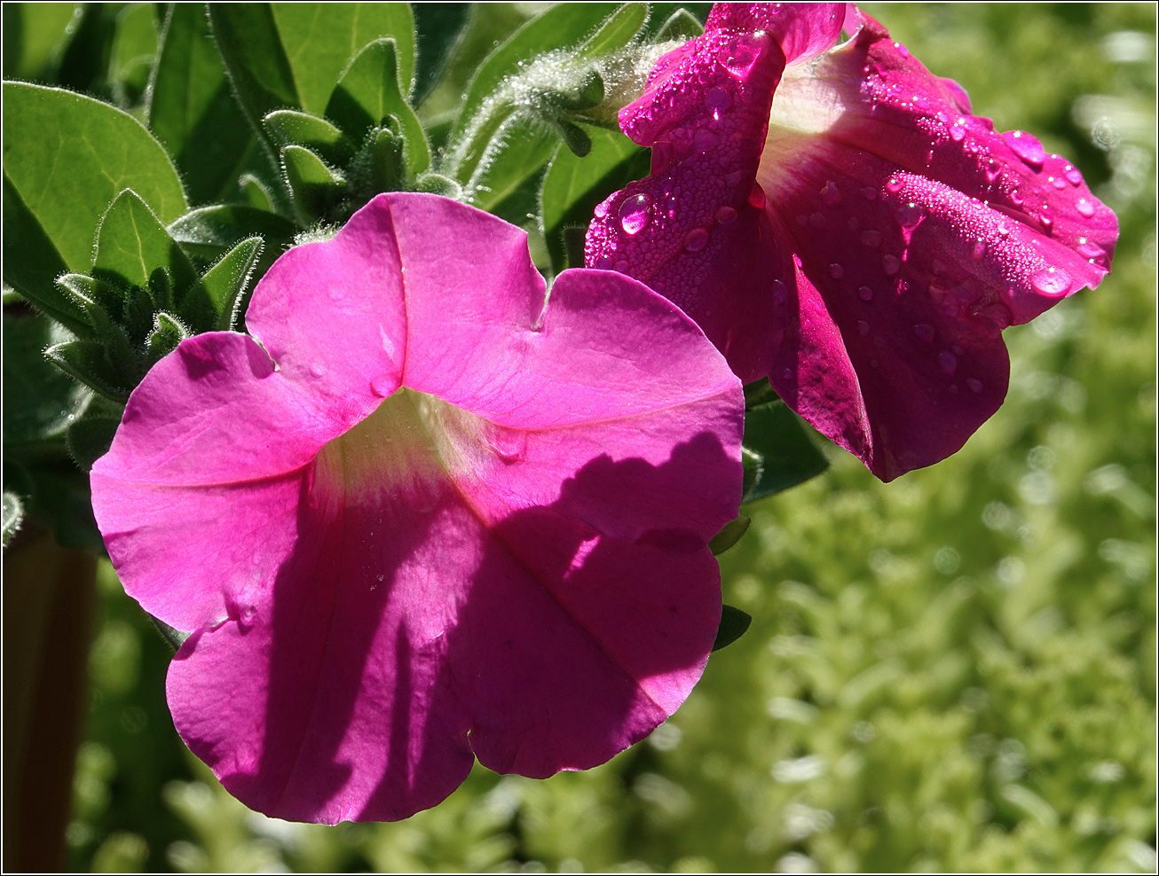 Image of Petunia × atkinsiana specimen.
