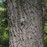 Juglans mandshurica. Часть ствола. Ярославская обл., г. Переславль-Залесский, дендрологический парк им. С. Ф. Харитонова, в культуре. 12.06.2022.