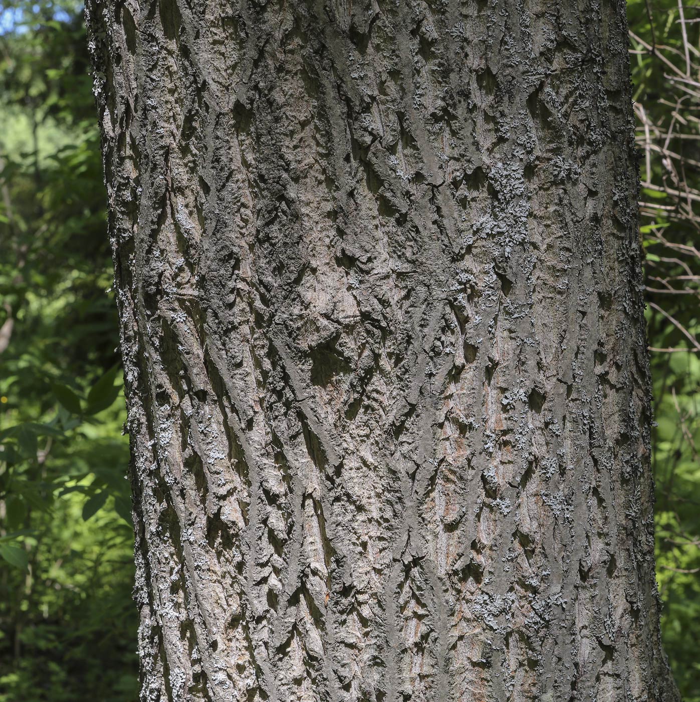 Изображение особи Juglans mandshurica.