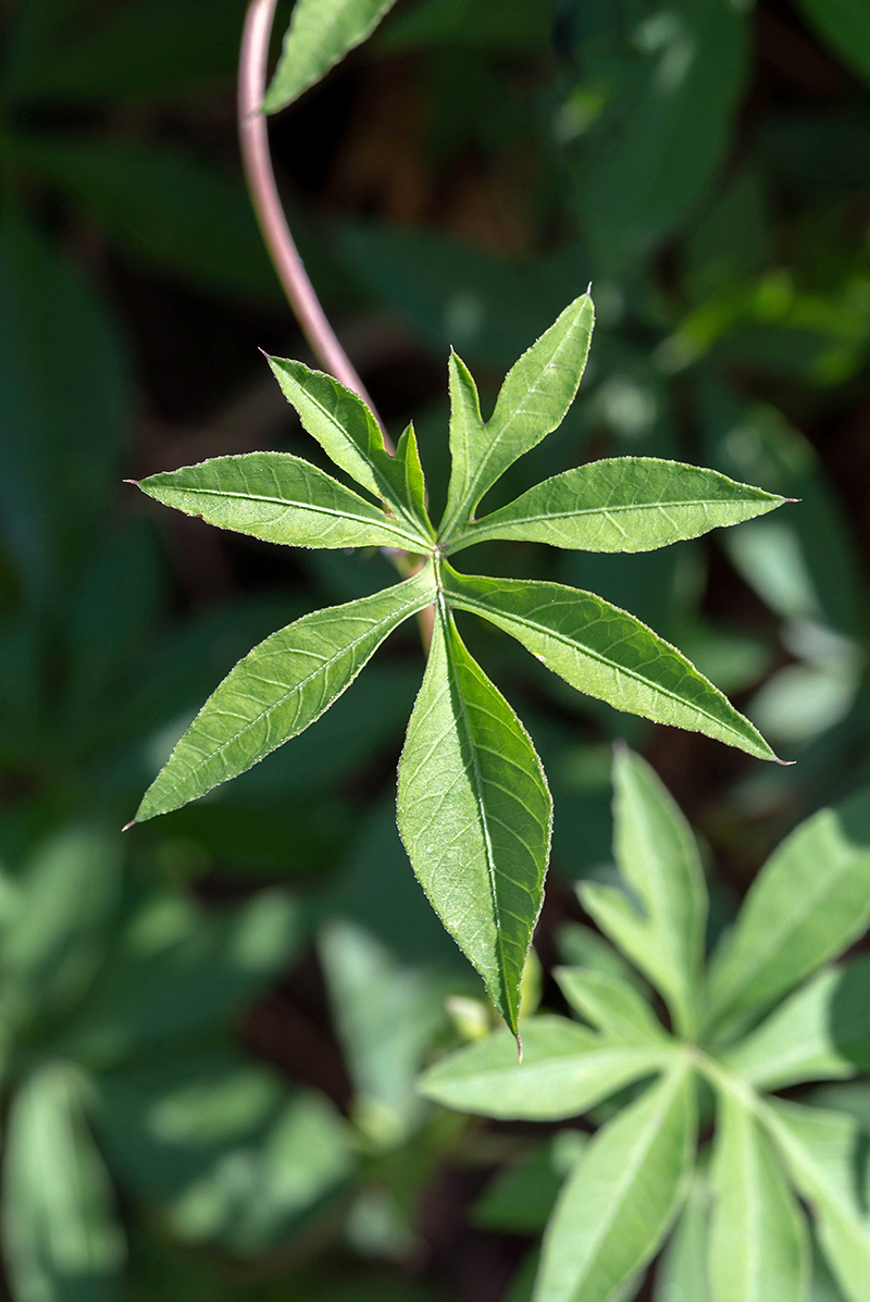 Image of Ipomoea cairica specimen.