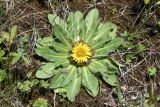 Inula rhizocephala