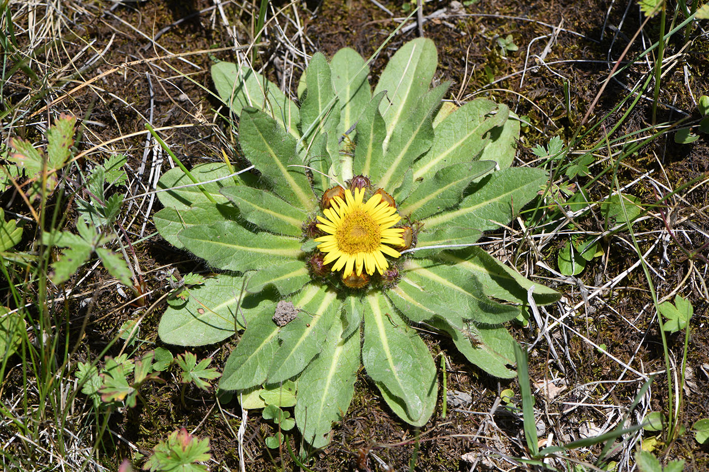 Изображение особи Inula rhizocephala.