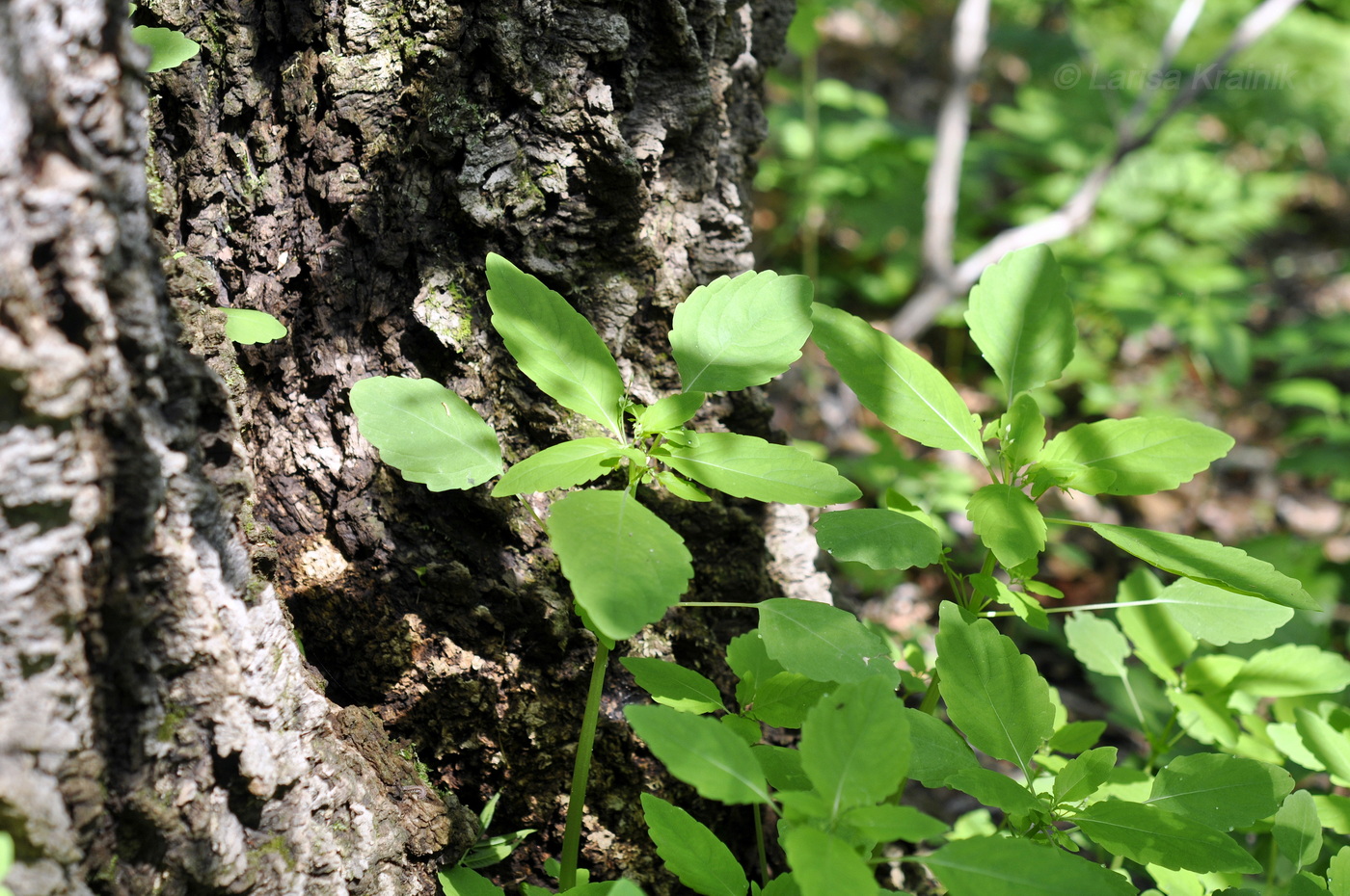 Image of Impatiens noli-tangere specimen.