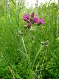 Cirsium palustre. Верхушка цветущего растения. Томск, дол. р. Хромовка, заболоченный берёзовый лес. 05.07.2012.