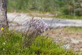 Dianthus superbus. Цветущее растение в сообществе с Avenella flexuosa. Кольский п-ов, Кандалакшский берег Белого моря, разреженный сосновый лес на песке. 19.07.2021.