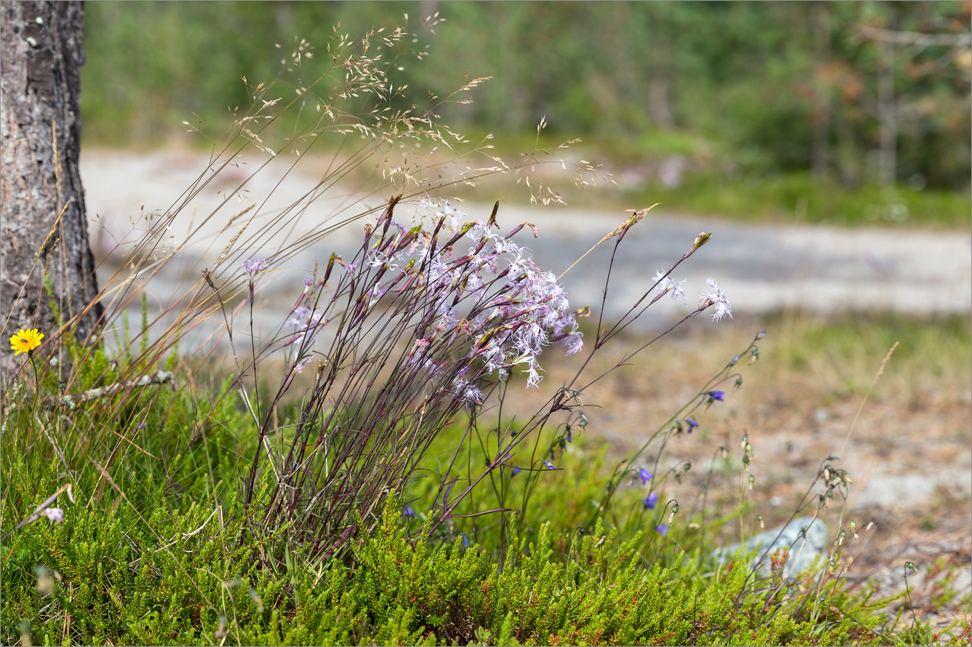 Image of Dianthus superbus specimen.