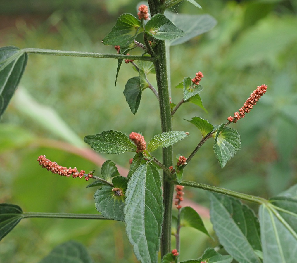 Изображение особи Acalypha australis.