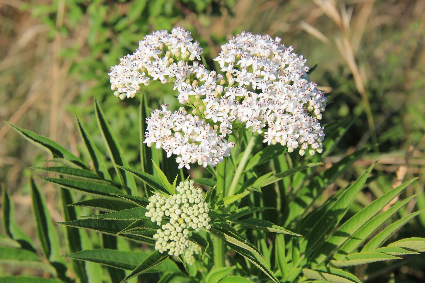 Изображение особи Sambucus ebulus.