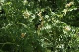 Vicia balansae