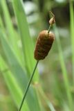 Typha minima