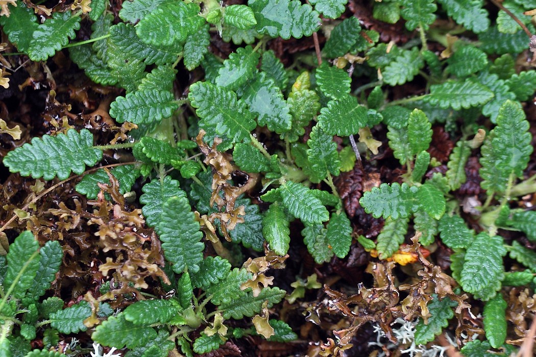 Image of Dryas punctata specimen.