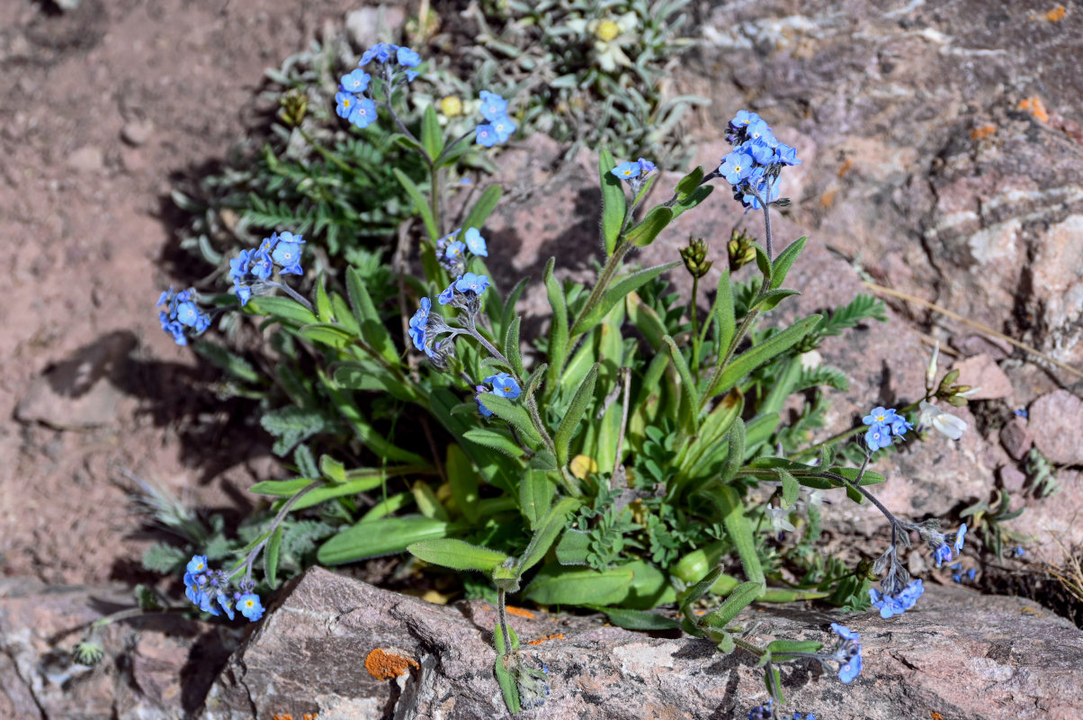 Image of genus Myosotis specimen.