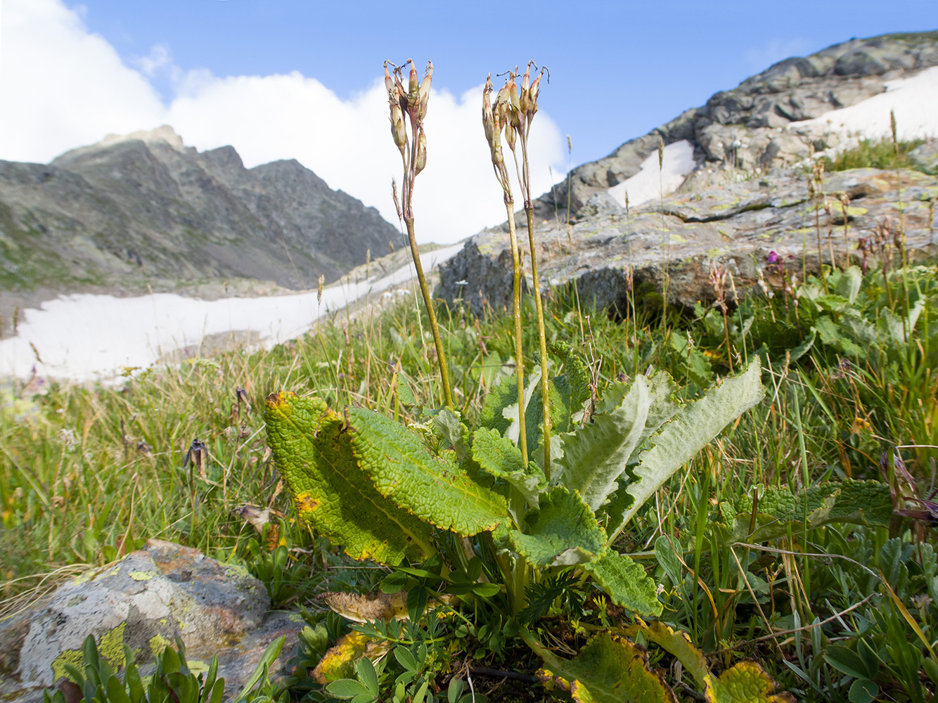 Изображение особи Primula amoena.