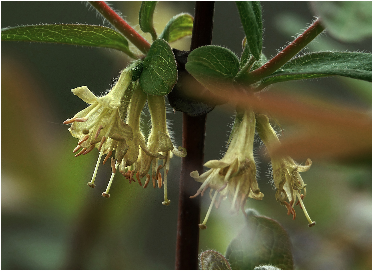 Image of Lonicera edulis specimen.