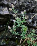 Trifolium arvense. Верхушка цветущего растения. Грузия, г. Тбилиси, у подножия каменной стены. 10.06.2023.