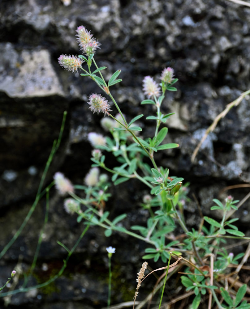 Изображение особи Trifolium arvense.