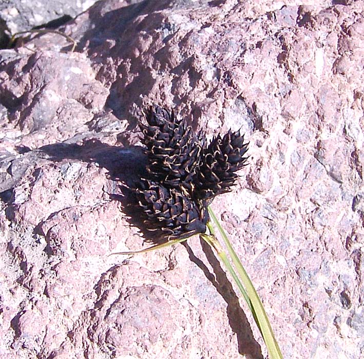 Image of Carex oligantha specimen.