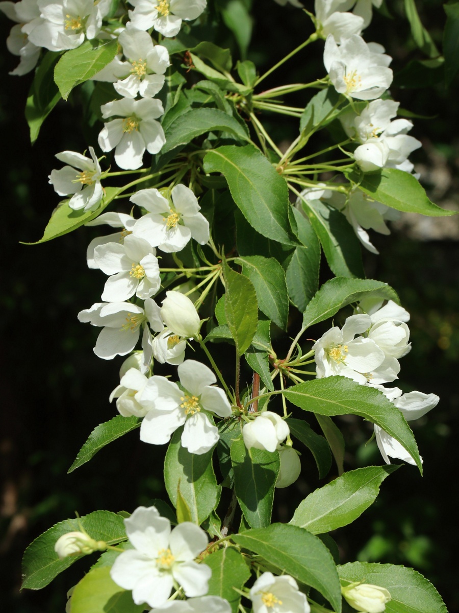 Image of Malus baccata specimen.