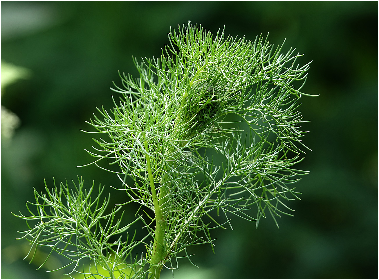 Image of Tripleurospermum inodorum specimen.