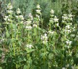 Stachyopsis lamiiflora