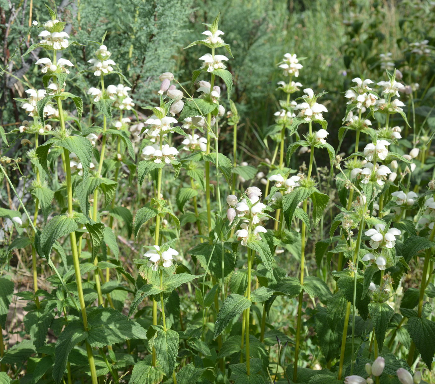Изображение особи Stachyopsis lamiiflora.