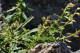 Silene foliosa. Побег с вскрывшимися плодами. Приморский край, Владивостокский ГО, о. Желтухина, скальный выступ. 17.08.2023.