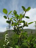 Betula humilis. Верхушка ветви с соплодиями. Казахстан, Центральный Алтай, окр. оз. Рахмановское, 1720 м н.у.м., у берега р. Арасан в р-не старой гари 2008 года. 28 июня 2023 г.