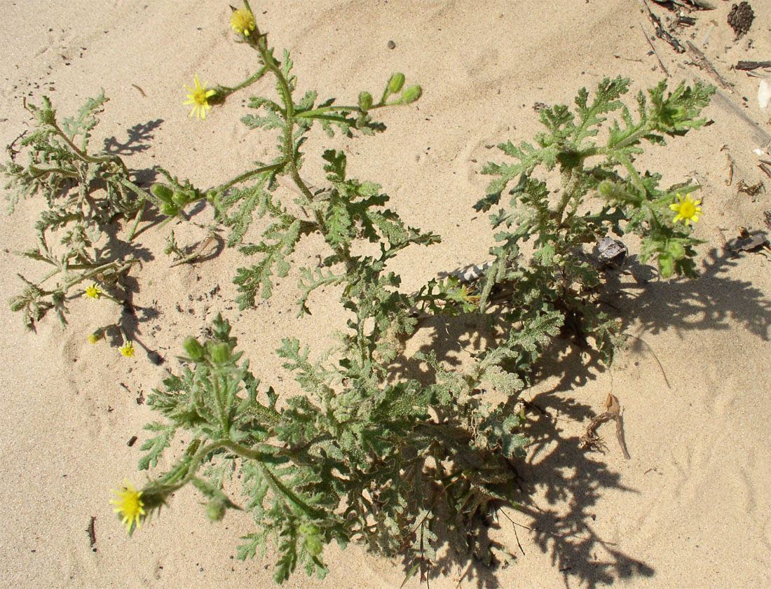 Изображение особи Senecio viscosus.