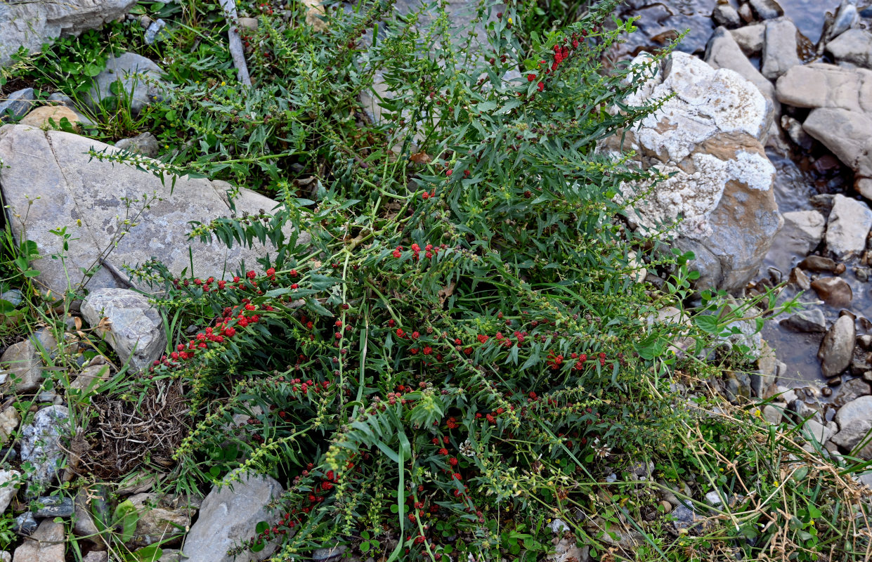 Image of Blitum virgatum specimen.