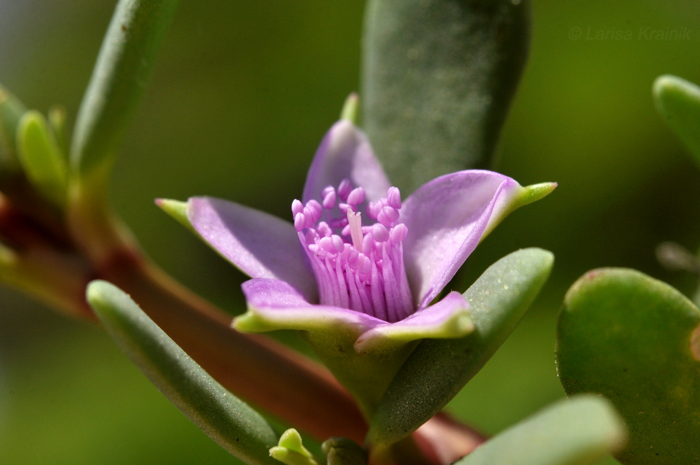 Image of Sesuvium portulacastrum specimen.