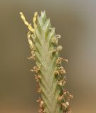 род Cyperus