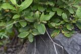 род Salix