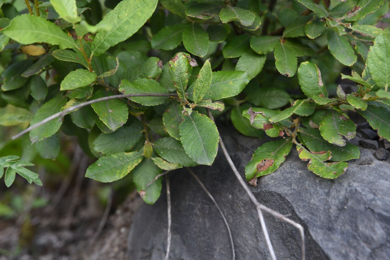 Image of genus Salix specimen.