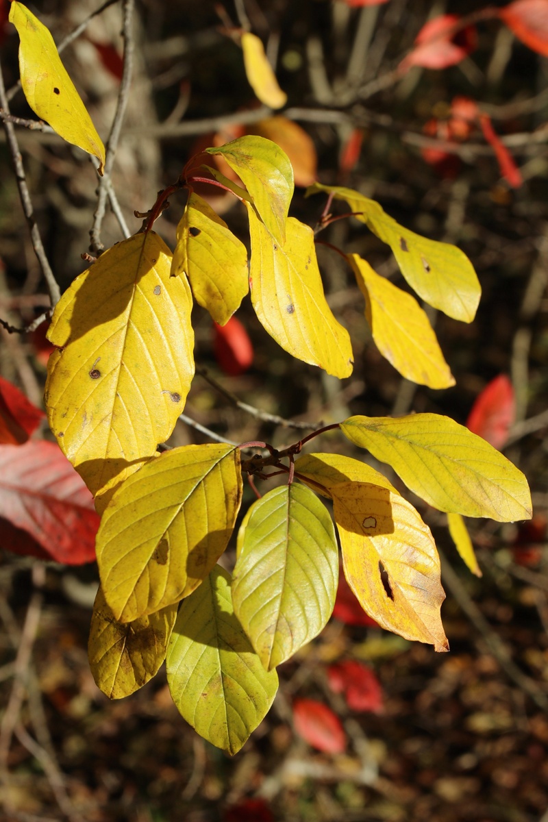 Изображение особи Frangula alnus.