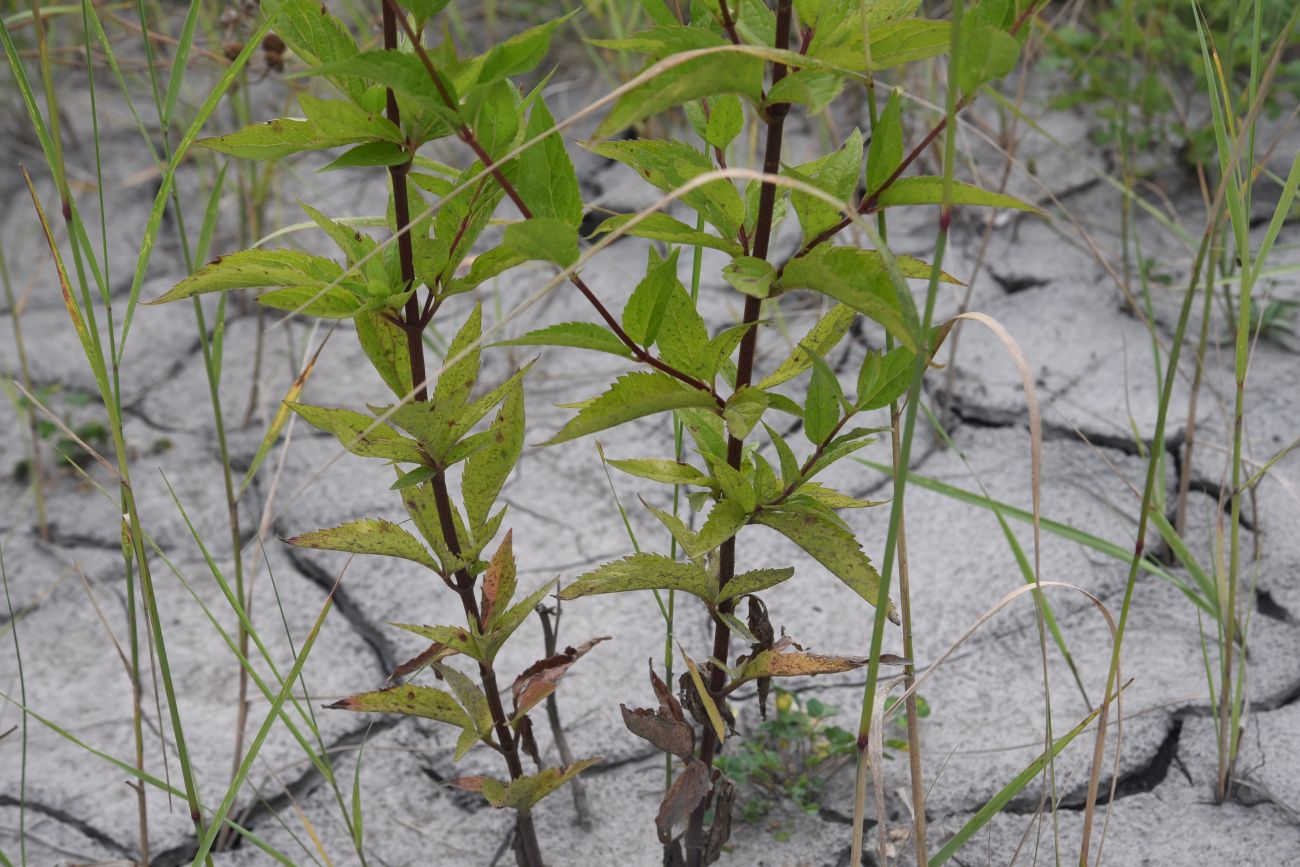 Image of Eupatorium cannabinum specimen.