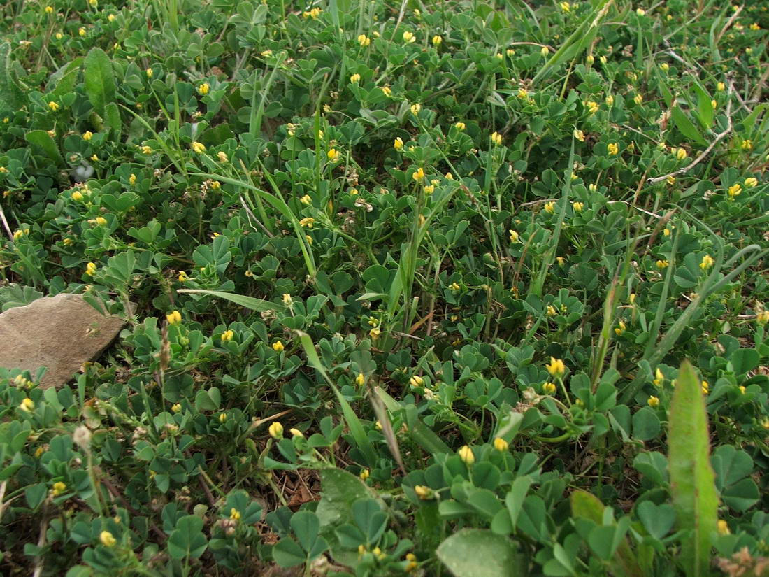 Изображение особи Medicago denticulata.