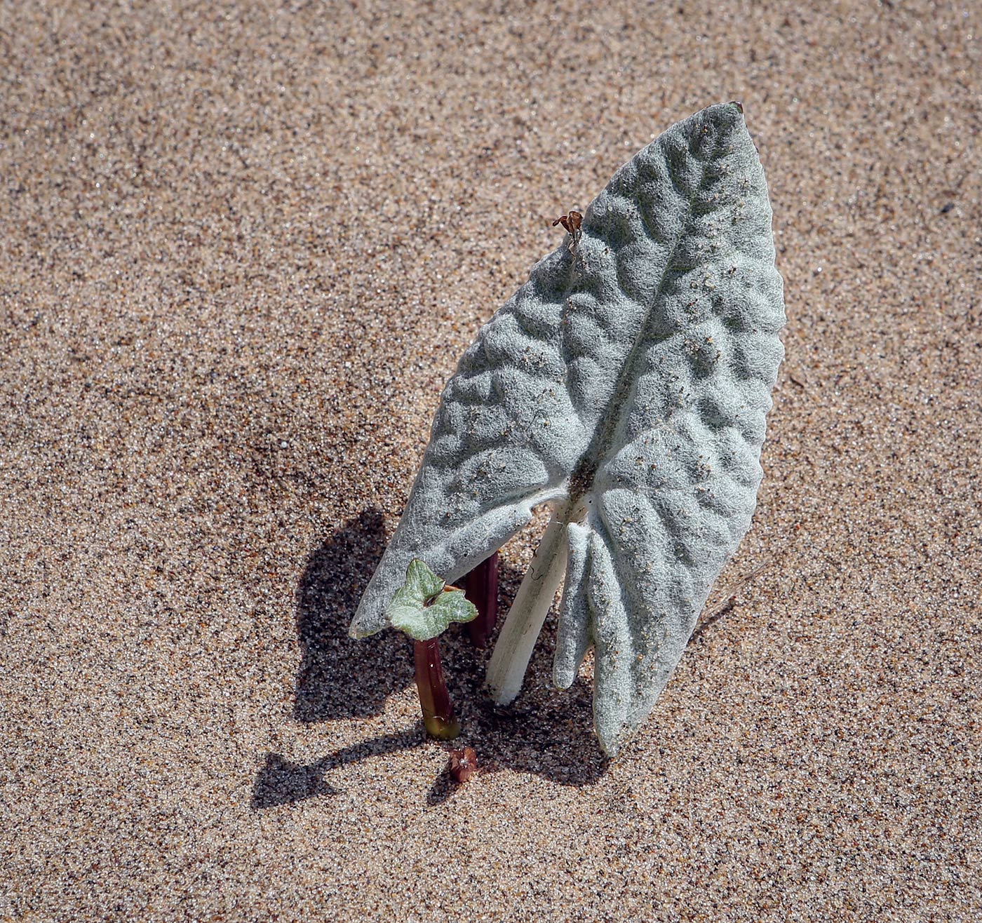 Image of Petasites spurius specimen.