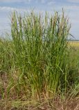 Calamagrostis pseudophragmites