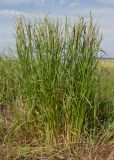 Calamagrostis pseudophragmites. Цветущие растения. Краснодарский край, Темрюкский р-н, юго-восточный склон горы Дубовый Рынок, приречный луг. 13.05.2017.