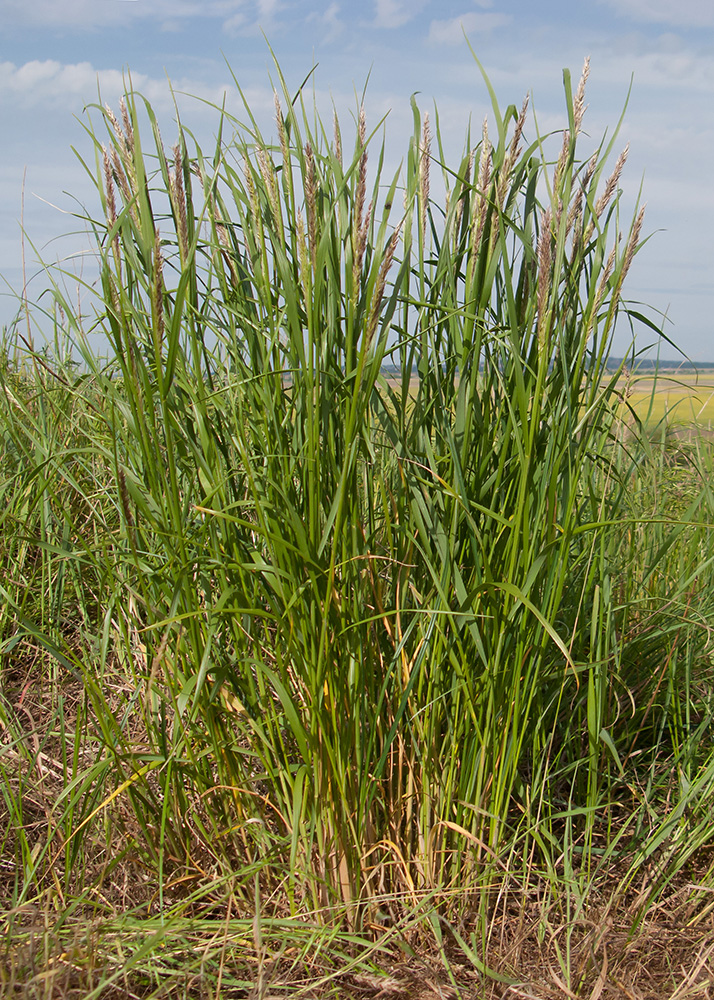 Image of Calamagrostis pseudophragmites specimen.