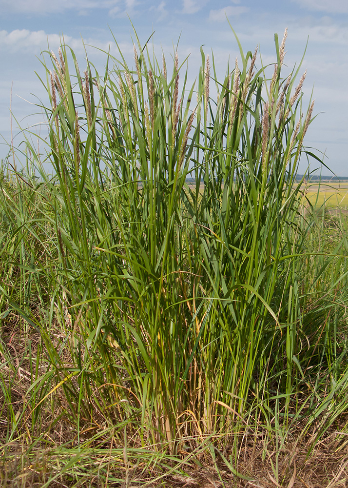 Изображение особи Calamagrostis pseudophragmites.