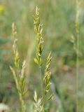 Festuca valesiaca. Соцветие. Ульяновская обл., Мелекесский р-н, окр. с. Куликовка, остепнённый луг с участками засоления, обочина дороги. 03.06.2023.