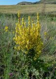 Verbascum lychnitis. Цветущее растение. Оренбургская обл., Кувандыкский гор. округ, окр. дер. Первое Юмагузино, луг. 05.07.2023.