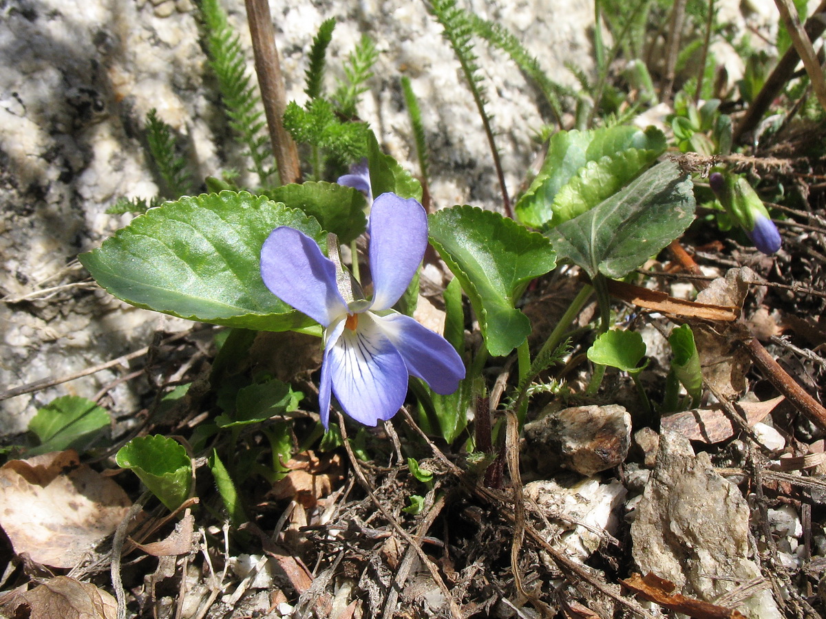 Image of Viola suavis specimen.