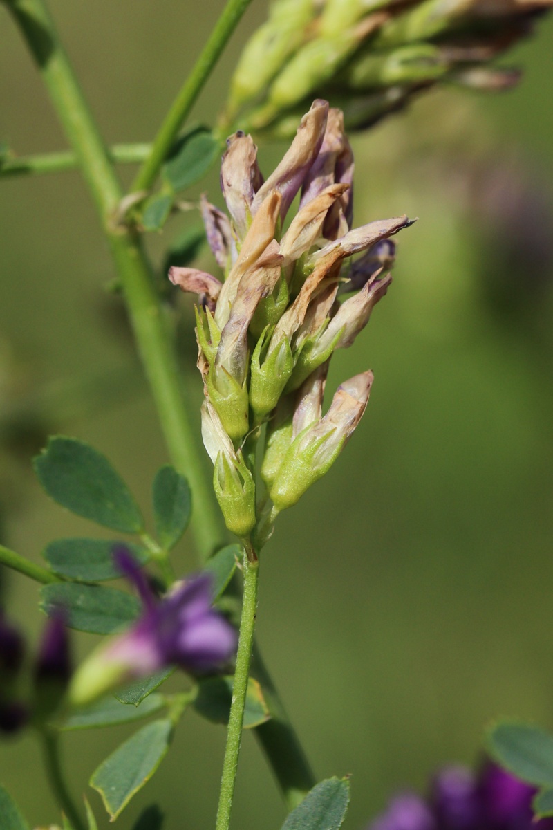 Image of Medicago sativa specimen.